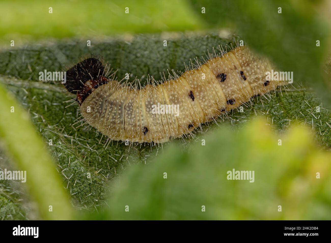 Karierte Skipper Caterpillar der Unterfamilie Pyrginae Stockfoto