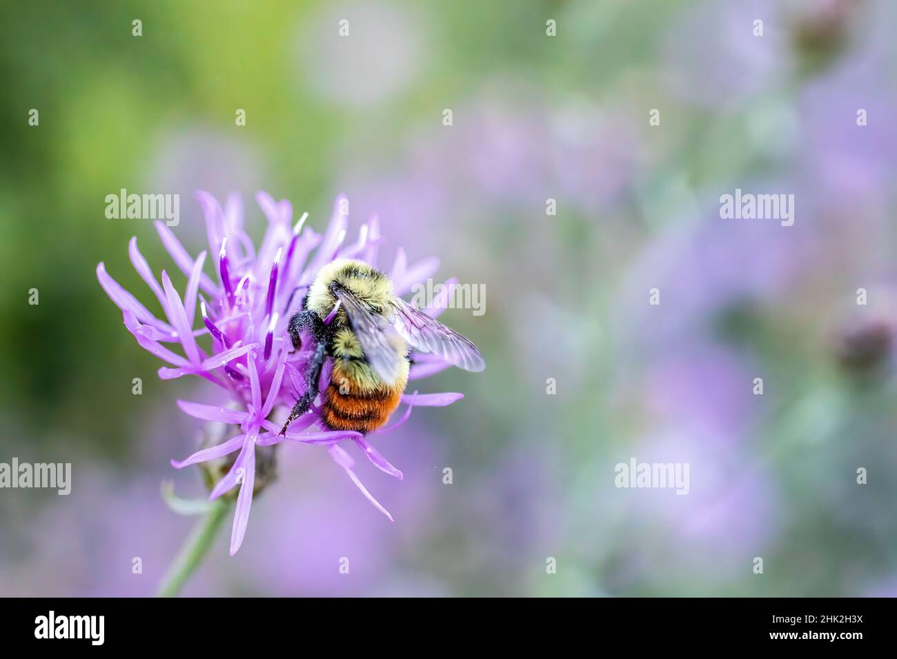 Hummel mit Pollen bedeckt auf einer violetten Grasblüte in Wisconsin. Stockfoto