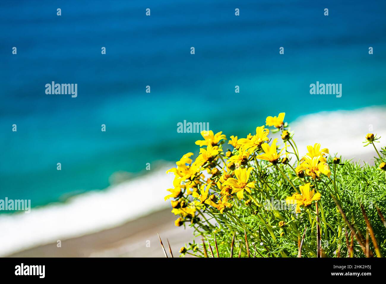 Schöne gelbe Blüten wachsen in der Nähe des Ozeans Stockfoto