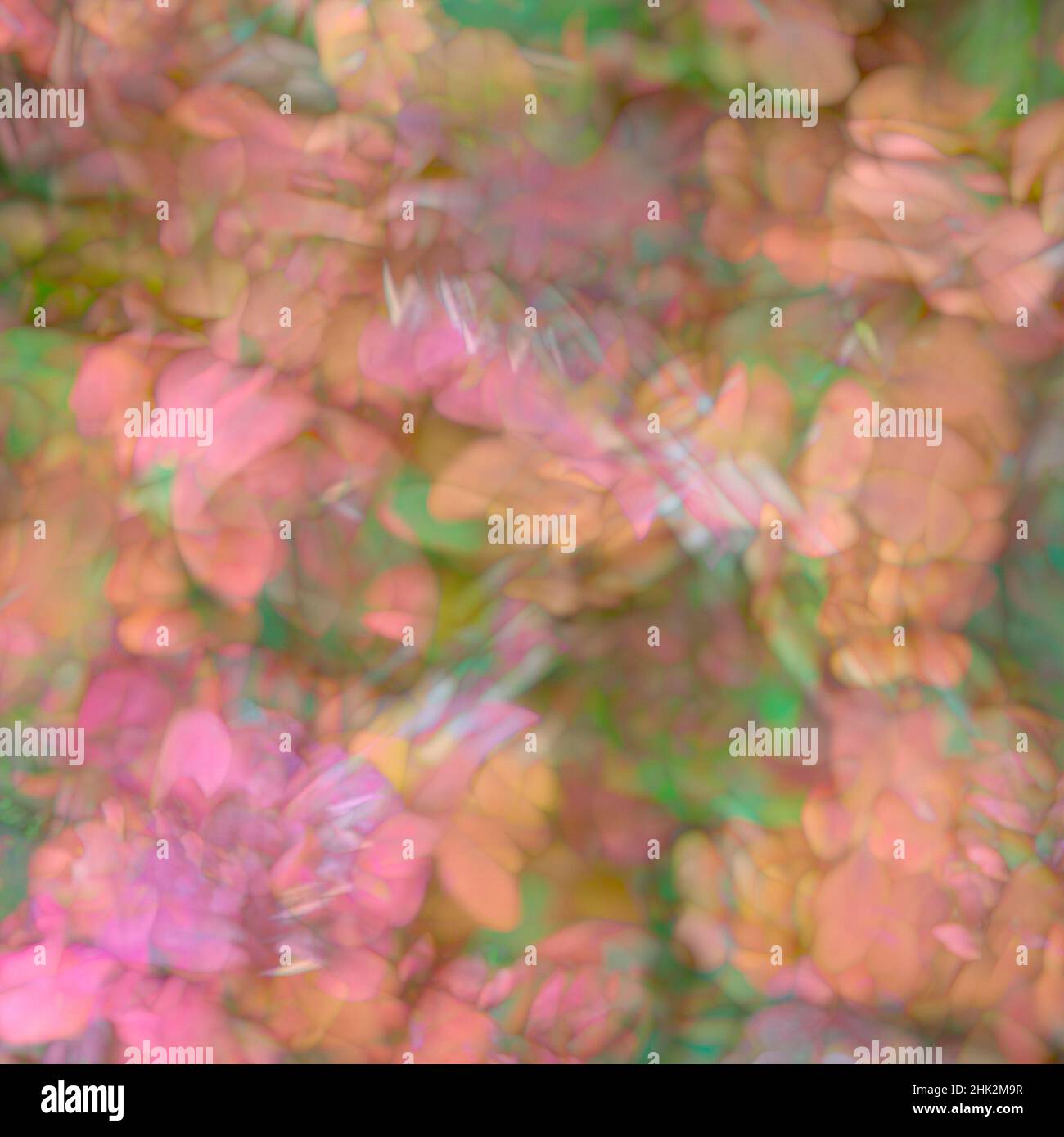 Rosa, orange und grün florale Montage abstrakt. Stockfoto