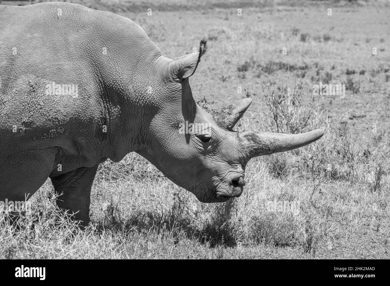 Afrika, Kenia. OL Pejeta Conservancy, eines der letzten 2 vom Aussterben bedrohten Nördlichen Weißen Nashörner. Stockfoto