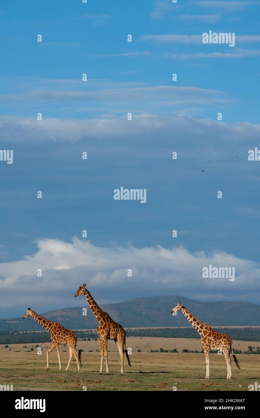 Afrika, Kenia, Northern Frontier District, Ol Pejeta Conservancy. Netzgiraffen Stockfoto