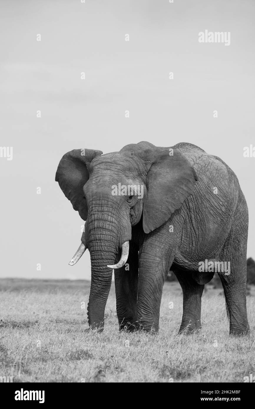Afrika, Kenia, Laikipia Plateau, Ol Pejeta Conservancy. Afrikanischer Elefant Stockfoto