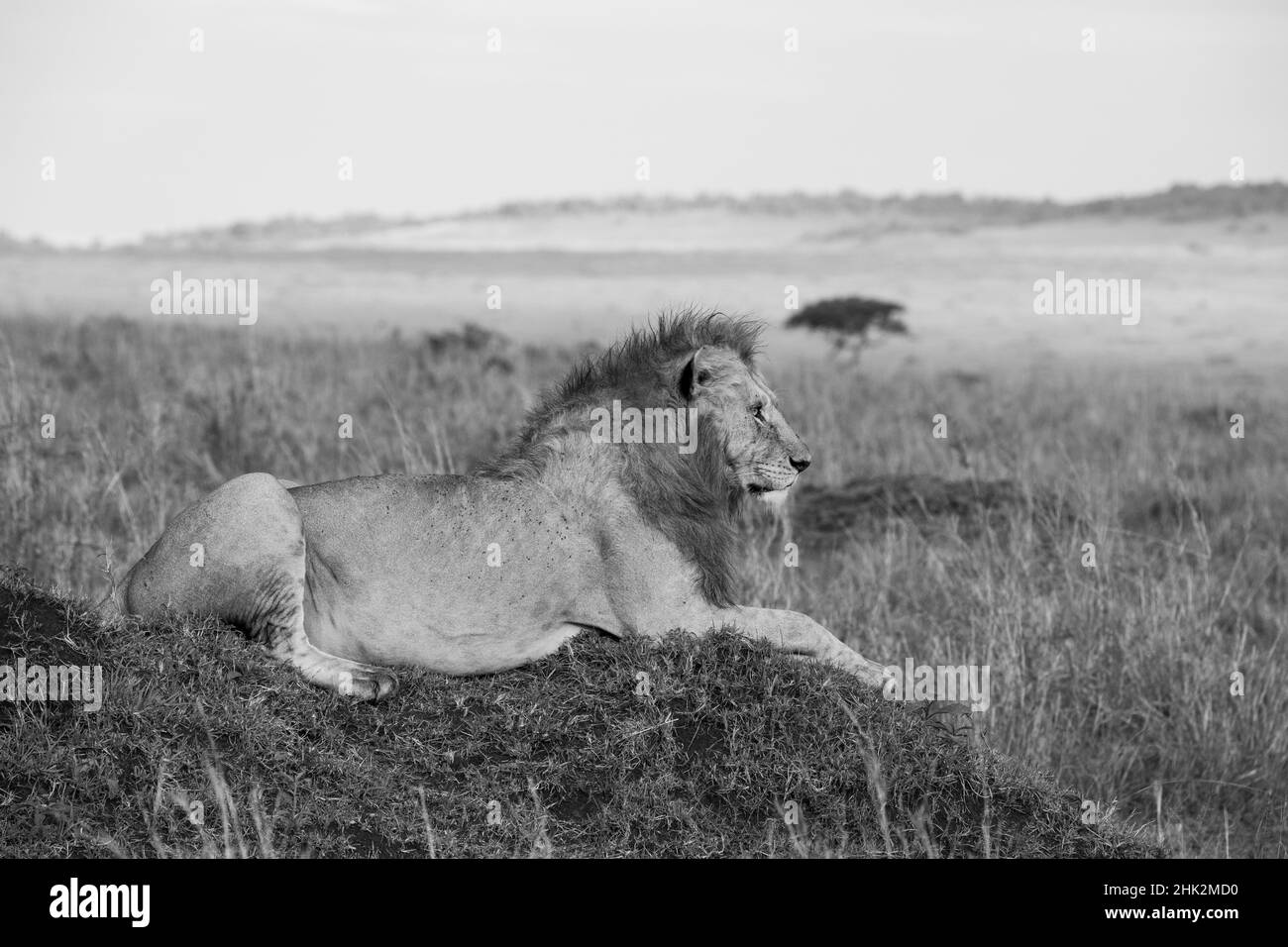 Afrika, Kenia, Serengeti, Maasai Mara. Junger männlicher Löwe im typischen Lebensraum der Serengeti-Ebene. Stockfoto