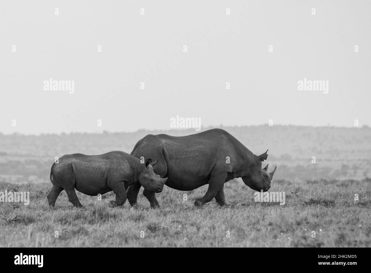 Afrika, Kenia, Serengeti, Maasai Mara. Schwarzes Nashorn, vom Aussterben bedroht. Stockfoto