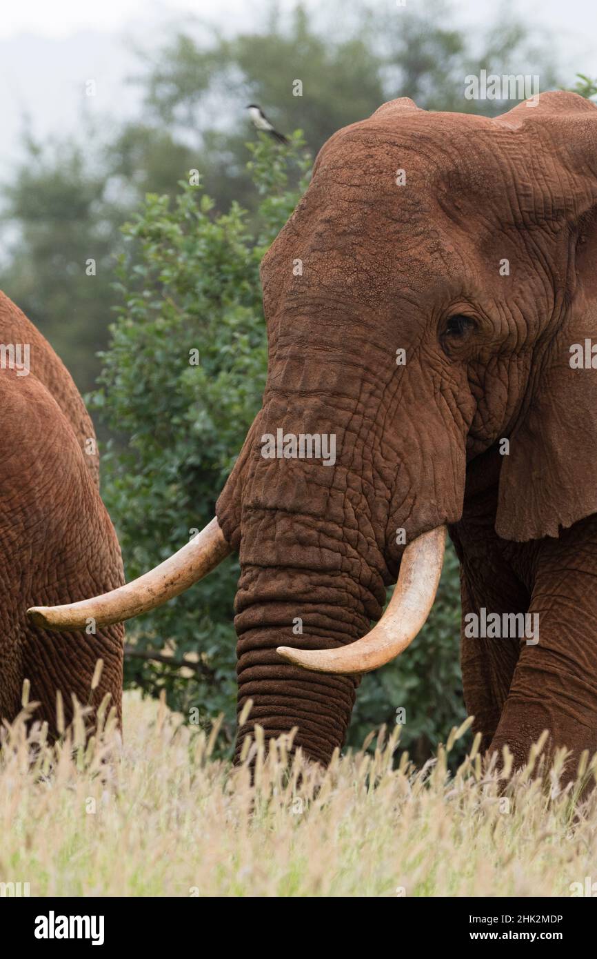Afrikanischer Elefant, Loxodonta africana, Tsavo, Kenia. Stockfoto