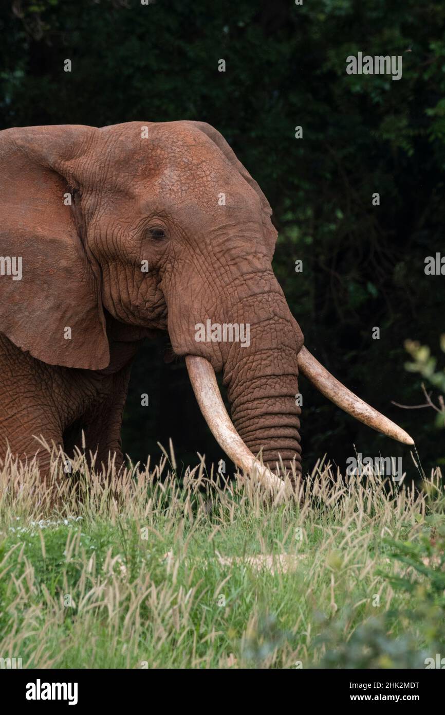 Ein afrikanischer Elefant, Loxodonta africana, mit langen Stoßzähnen, Wandern in einem Wald, Tsavo, Kenia. Stockfoto