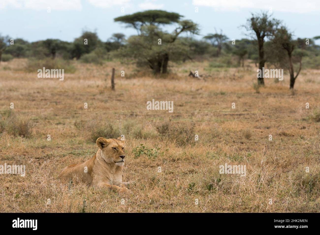 Löwe (Panthera leo), Ndutu, Ngorongoro Conservation Area, Serengeti, Tansania. Stockfoto
