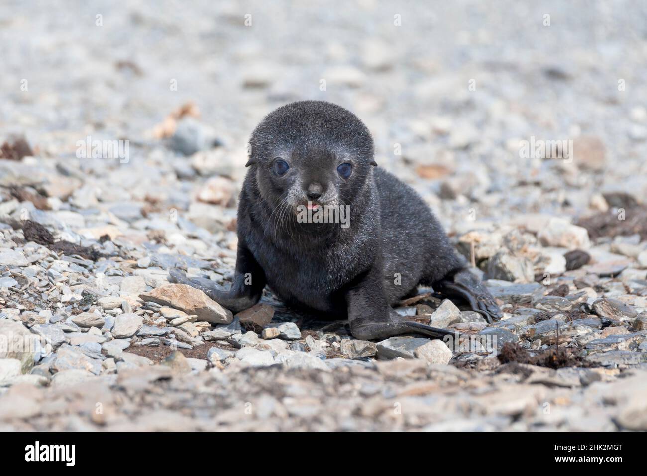 Südsee, Südgeorgien, antarktische Pelzrobbe. Porträt eines sehr jungen Fellrobben-Welpen mit blauen Augen. Stockfoto