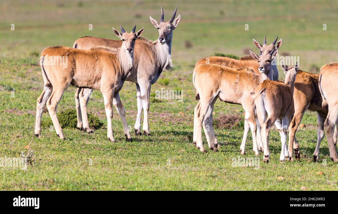 Gemeiner Eland, südlicher Eland, Elane-Antilope (Taurotragus oryx) kleine Gruppe oder Herdenseite auf oder im Profil, Westkap, Südafrika Stockfoto