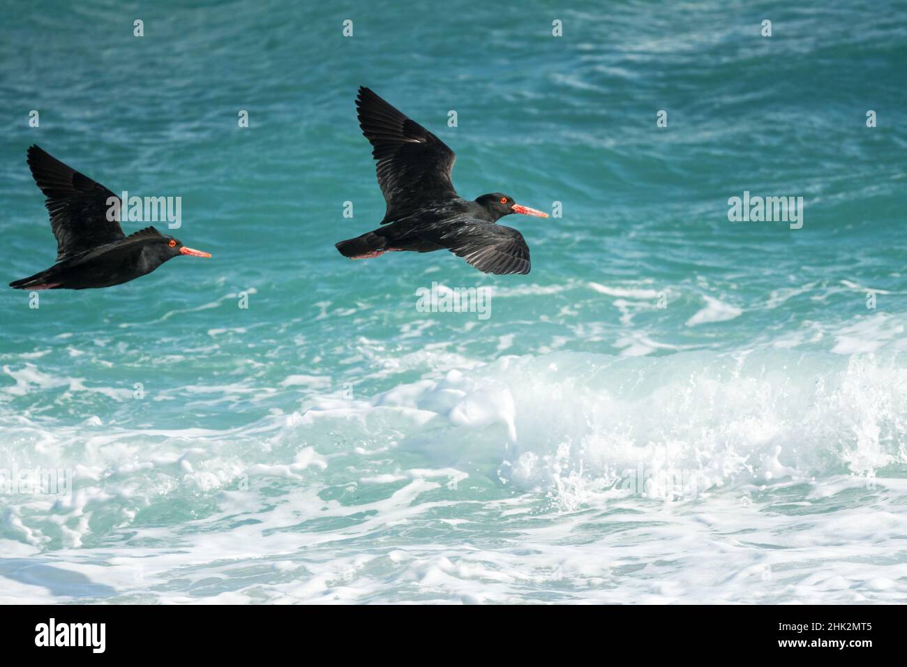 Afrikanische schwarze Austernfischer (Haematopus moquini) fliegen in freier Wildbahn über türkisblaues Meer am Westkap in Südafrika Stockfoto