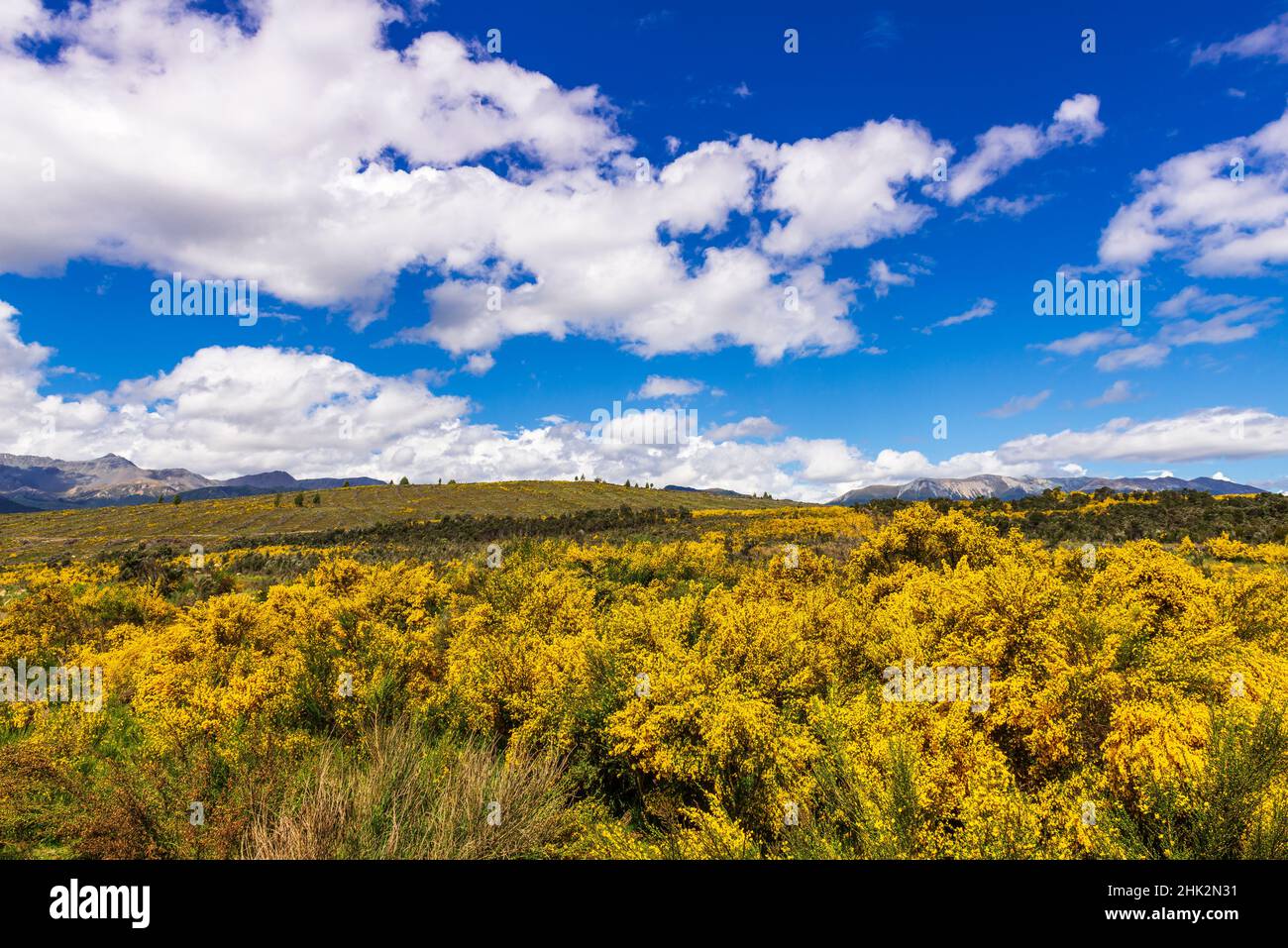 Wildblumen auf sanften Hügeln über dem Lake Te Anau, Südinsel, Neuseeland Stockfoto