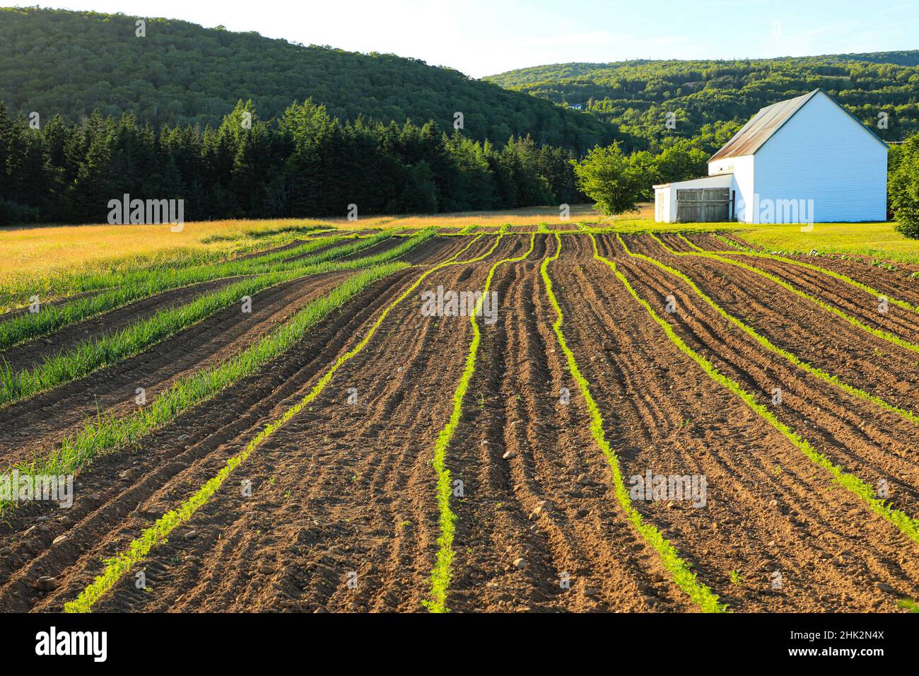 Kanada, Nova Scotia, Cape Breton, Miller Farm, Margaree Stockfoto