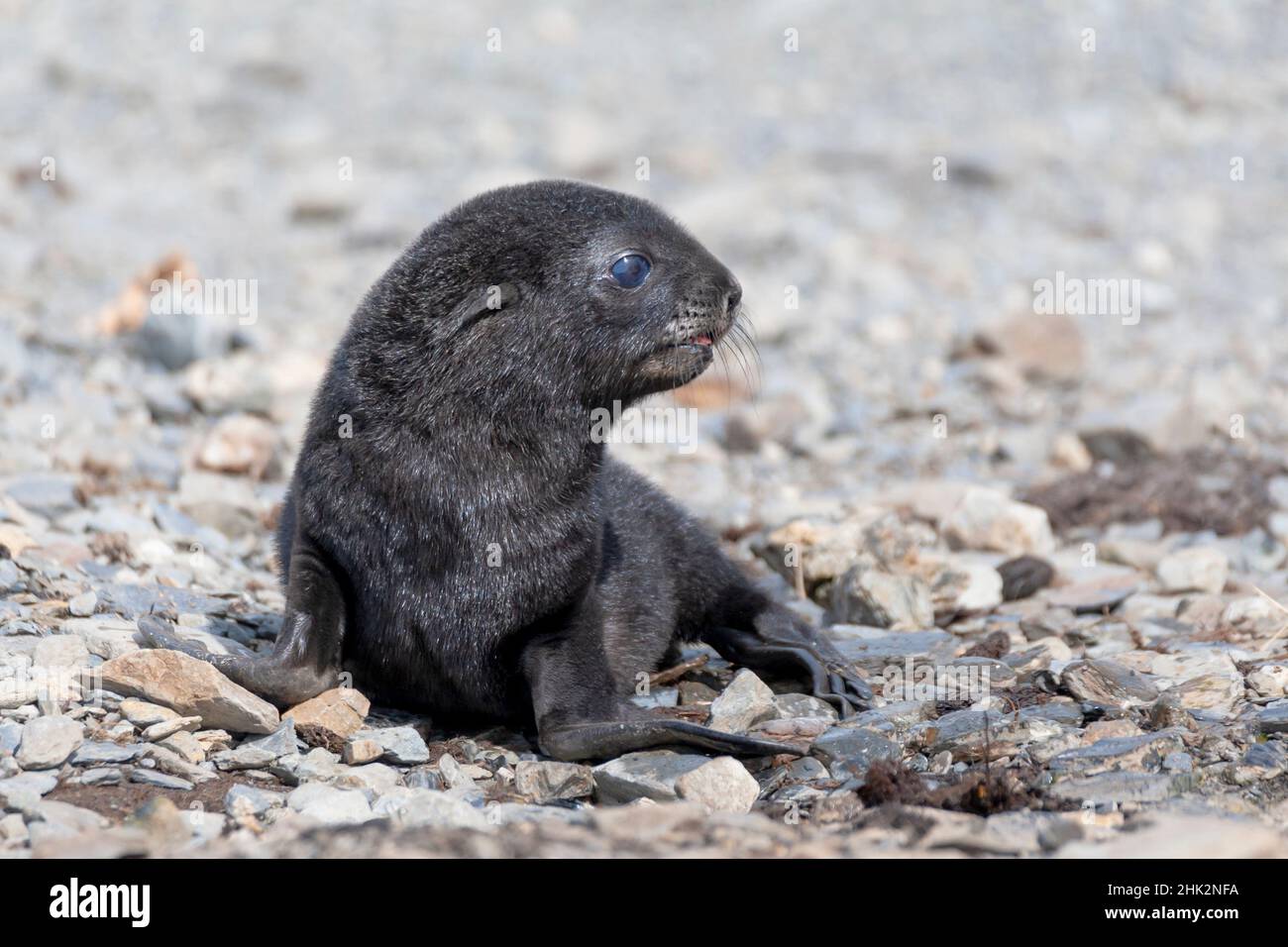 Südsee, Südgeorgien, antarktische Pelzrobbe. Porträt eines sehr jungen Fellrobben-Welpen mit blauen Augen. Stockfoto