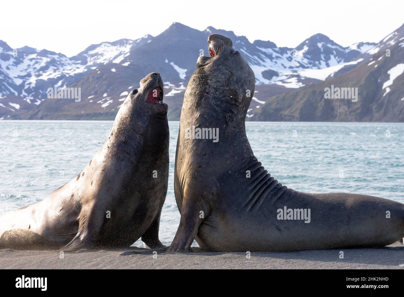 Südsee, Südgeorgien. Zwei Erwachsene Elefantenrobben stehen sich im Kampf gegenüber. Stockfoto