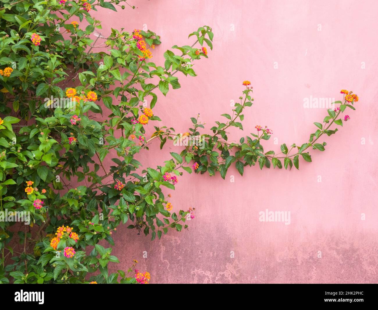 Portugal, Obidos. Die farbenfrohe lantana-Rebe wächst an einer rosa Wand. Stockfoto