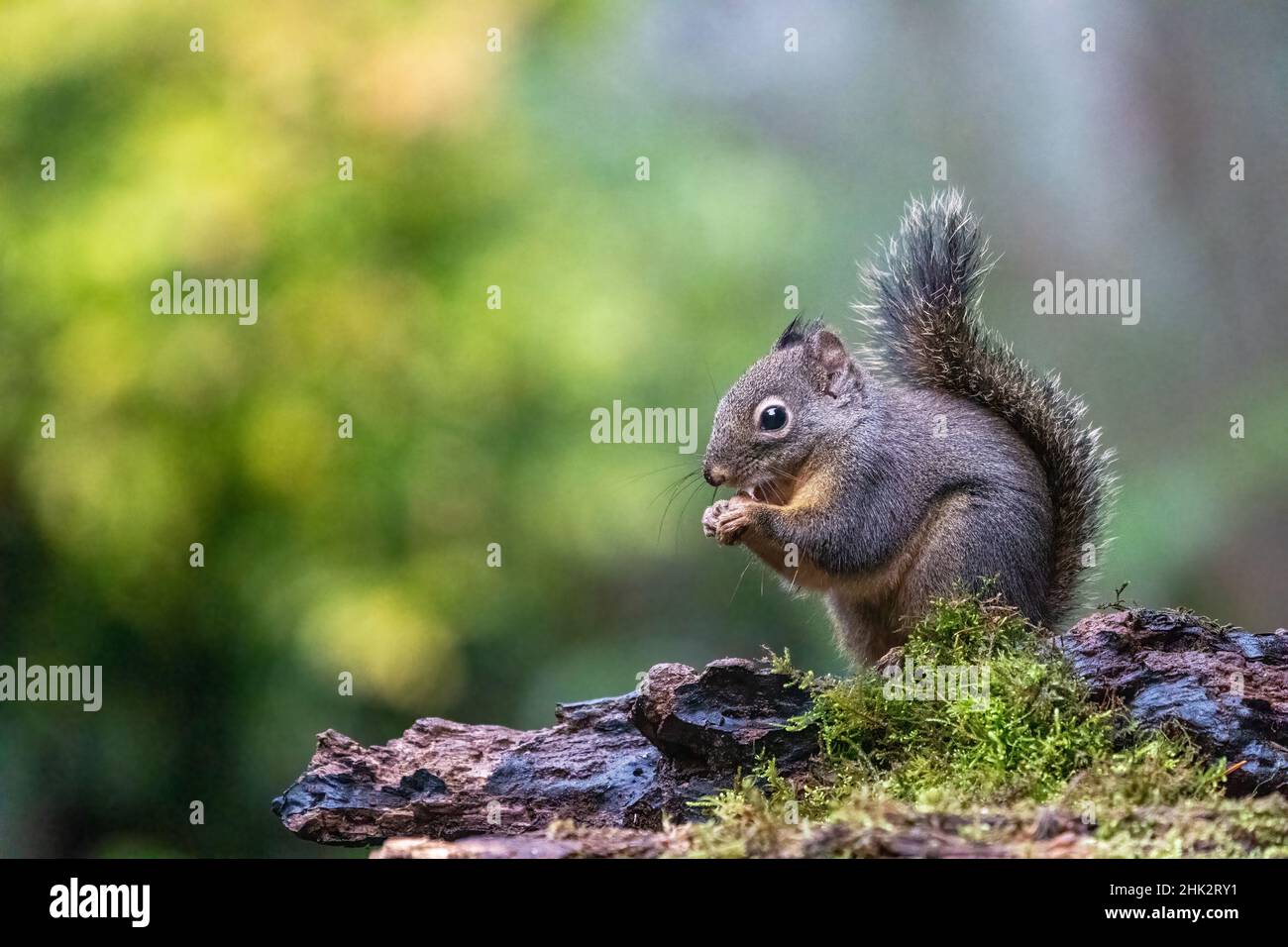 Douglas Eichhörnchen steht auf einem Balken und isst eine Nuss. Stockfoto