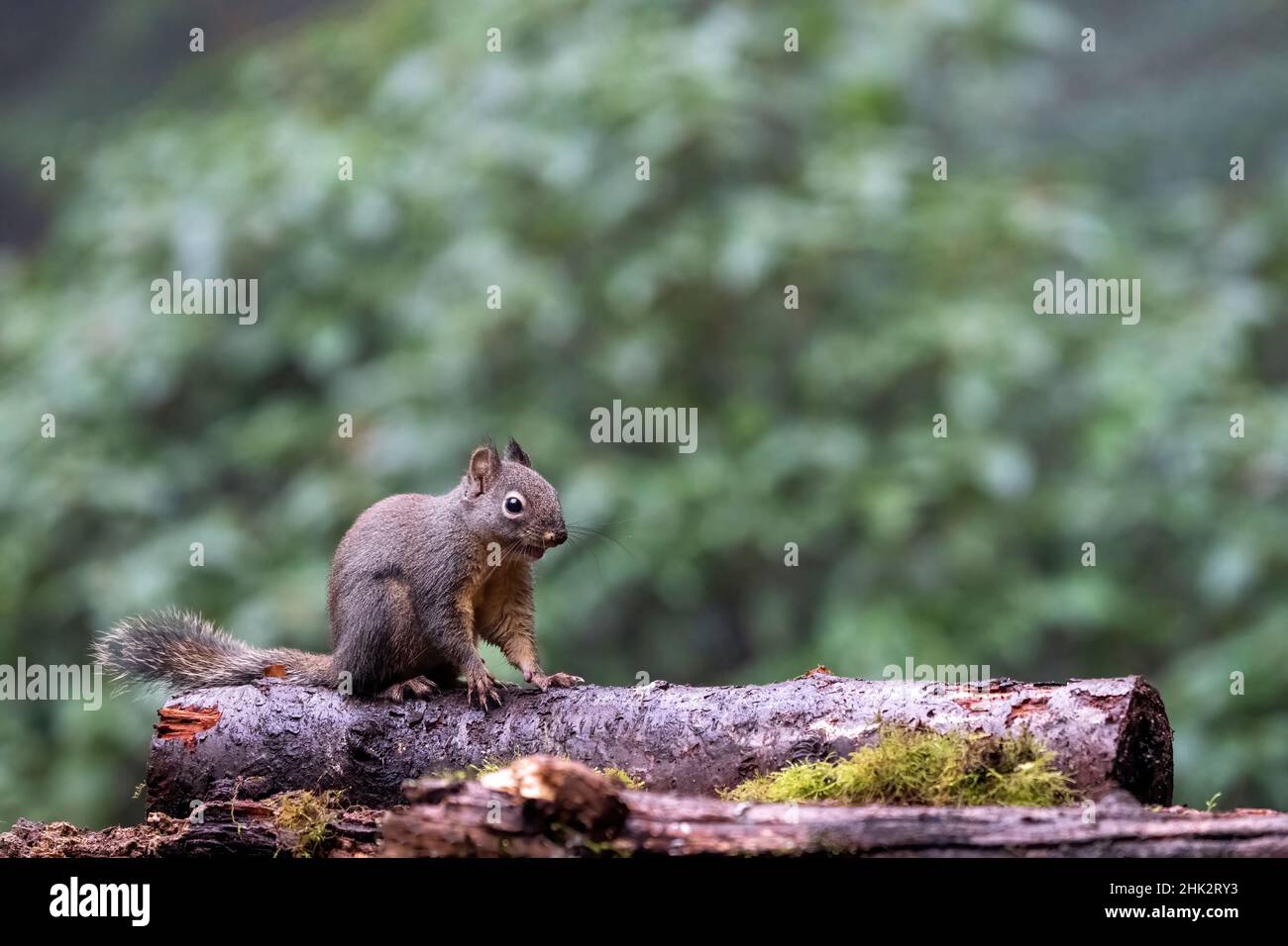 Douglas Eichhörnchen steht auf einem Baumstamm. Stockfoto
