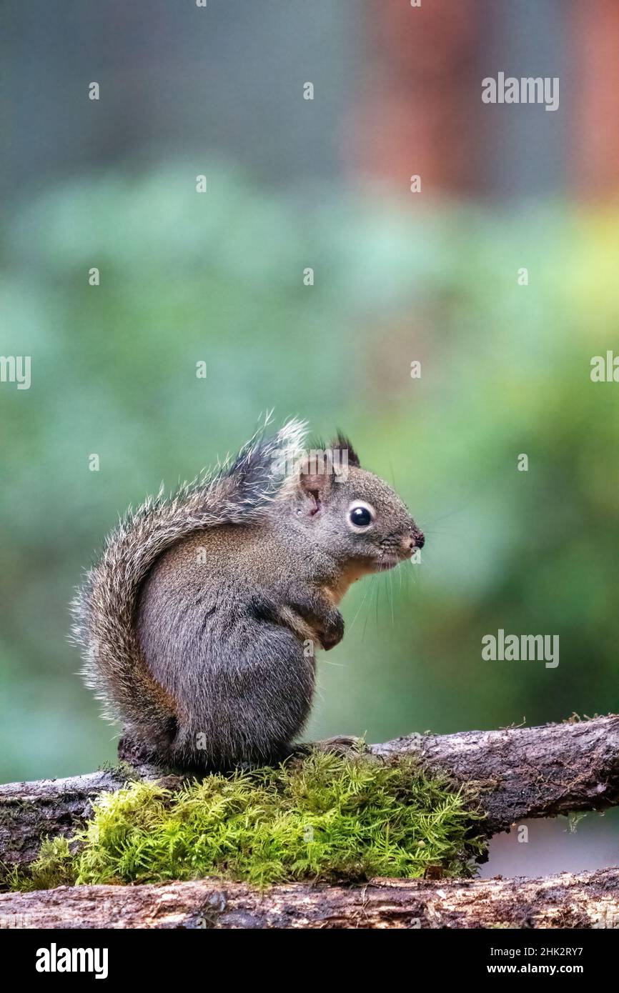Douglas Eichhörnchen steht auf einem Baumstamm. Stockfoto