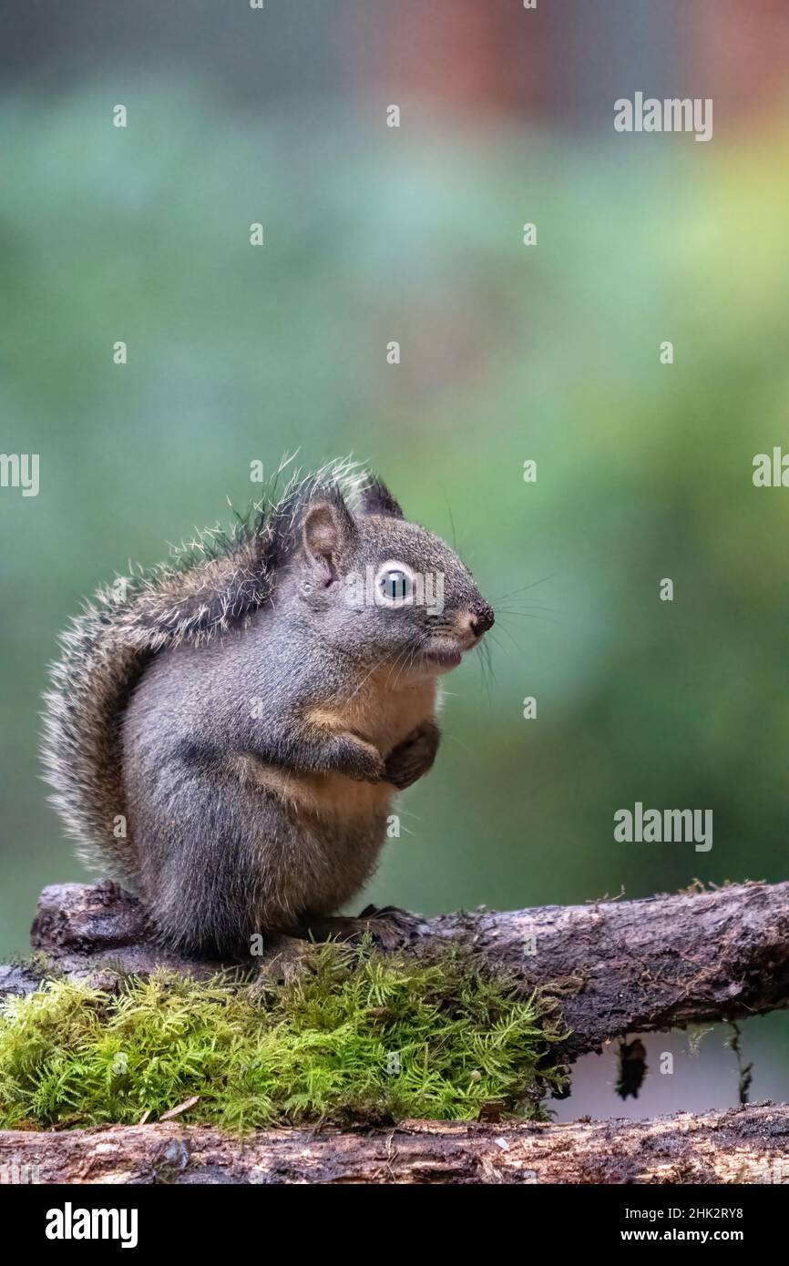 Douglas Eichhörnchen steht auf einem Baumstamm. Stockfoto