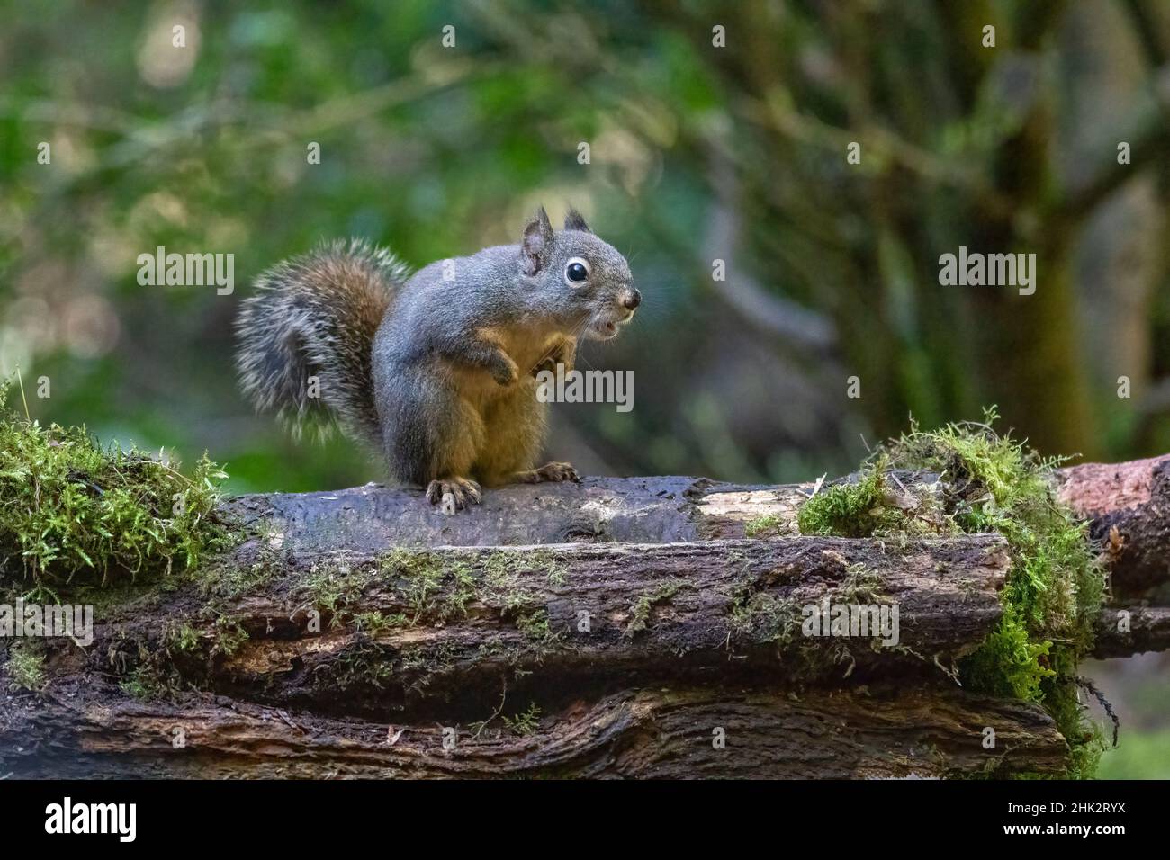 Douglas Squirrel singt auf einem moosbedeckten Baumstamm. Stockfoto
