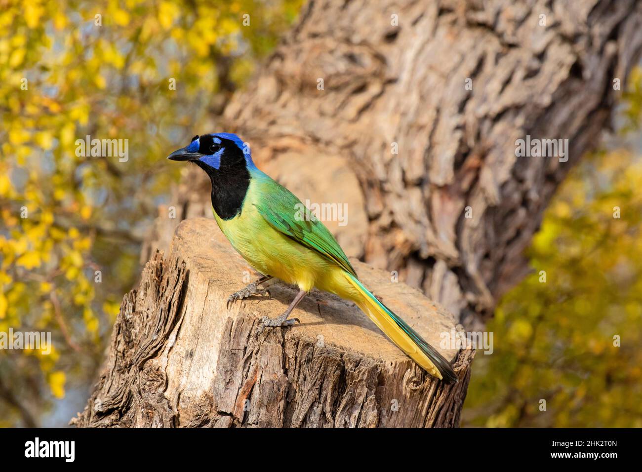 Grün-Jay (Cyanocorax Yncas) thront Stockfoto