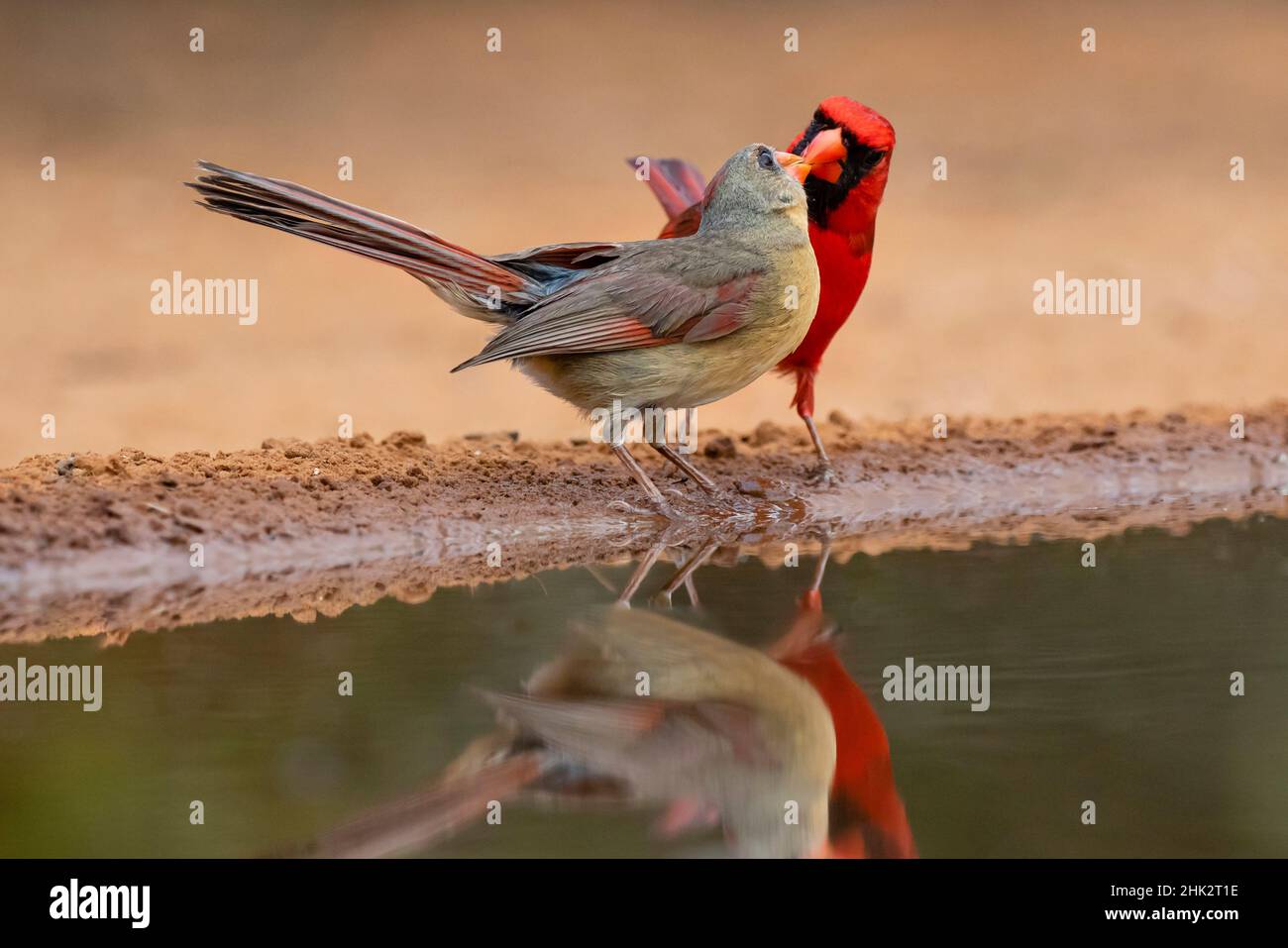 Northern Cardinals, Texas, USA Stockfoto