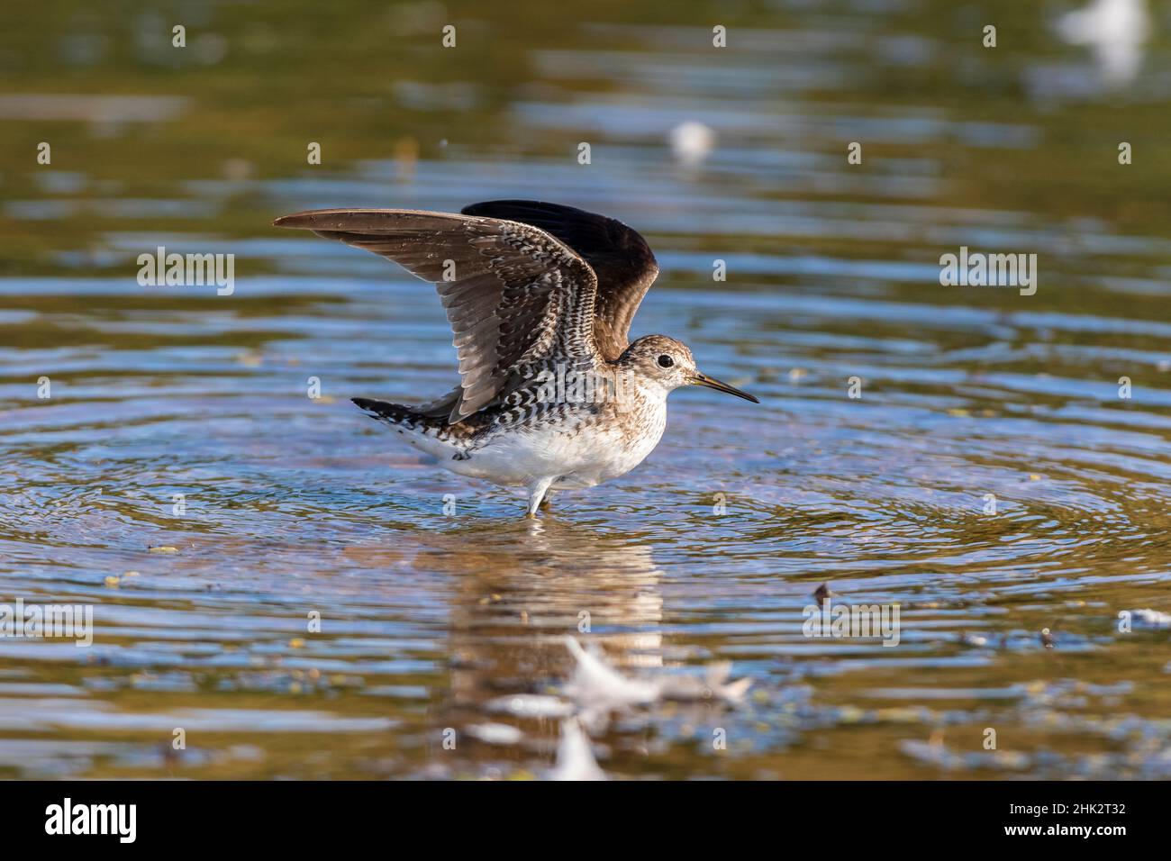 Solitary Sandpiper (Tringa solitaria) Baden im Feuchtgebiet Marion County, Illinois. Stockfoto