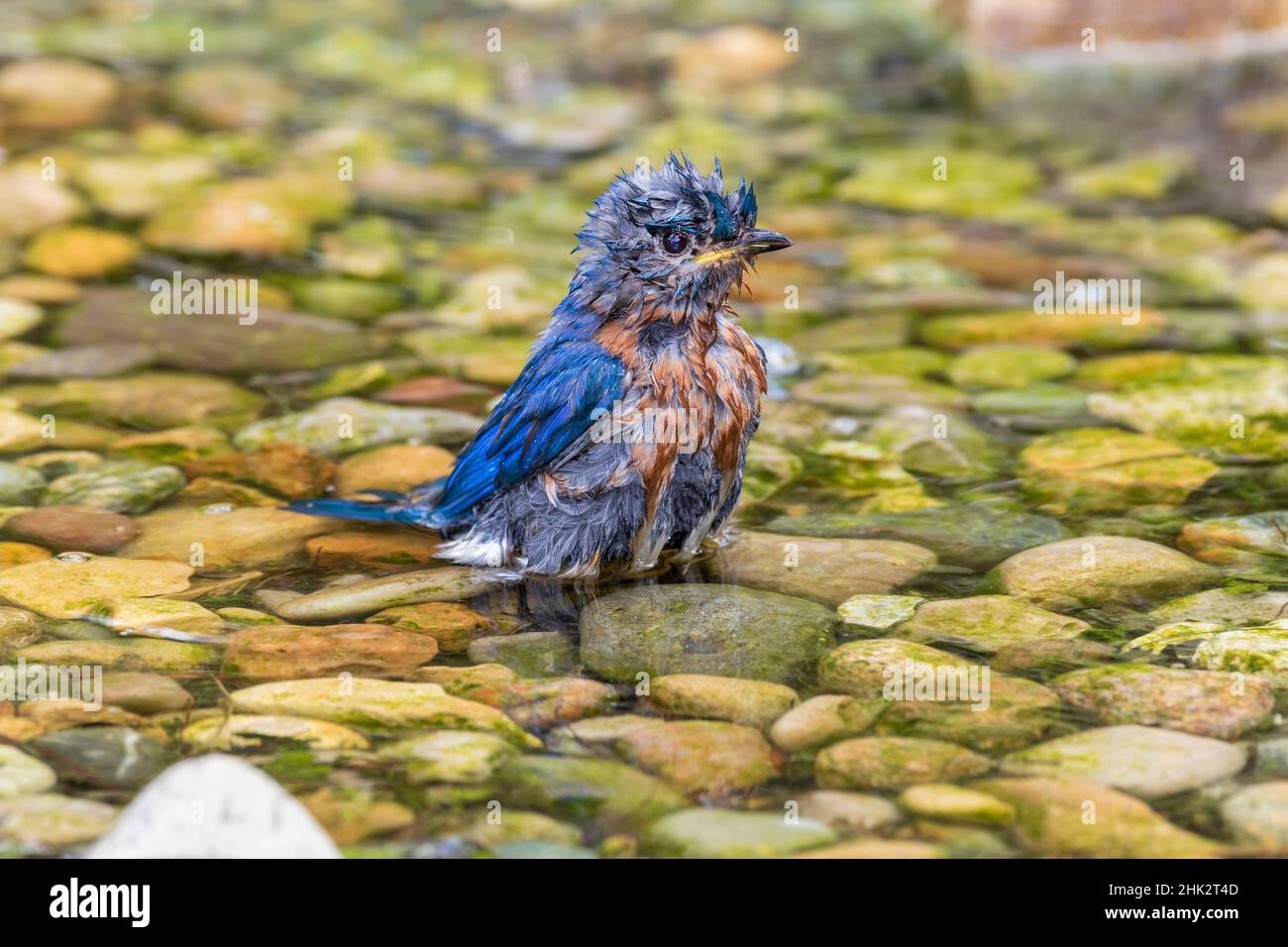 Eastern Bluebird (Sialia sialis) Baden männlich Marion County, Illinois. Stockfoto