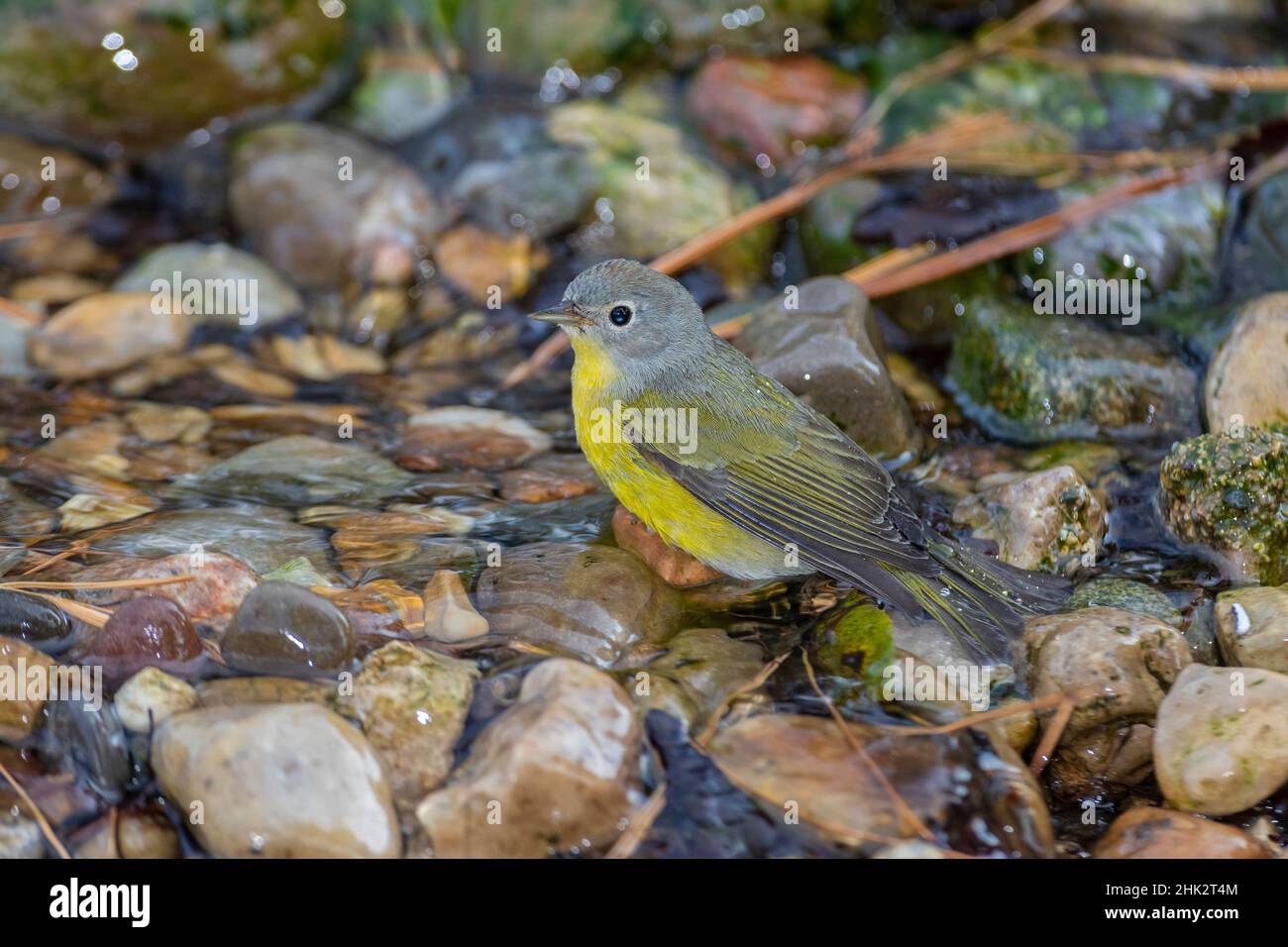 Nashville Warbler (Leiothlypis ruficapilla) badende Marion County, Illinois. Stockfoto