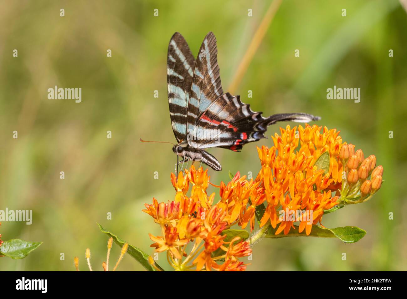 Zebra Swallowtail (Protographium marcellus) auf Schmetterlingsmilchkraut (Asclepias tuberosa) Marion County, Illinois. Stockfoto