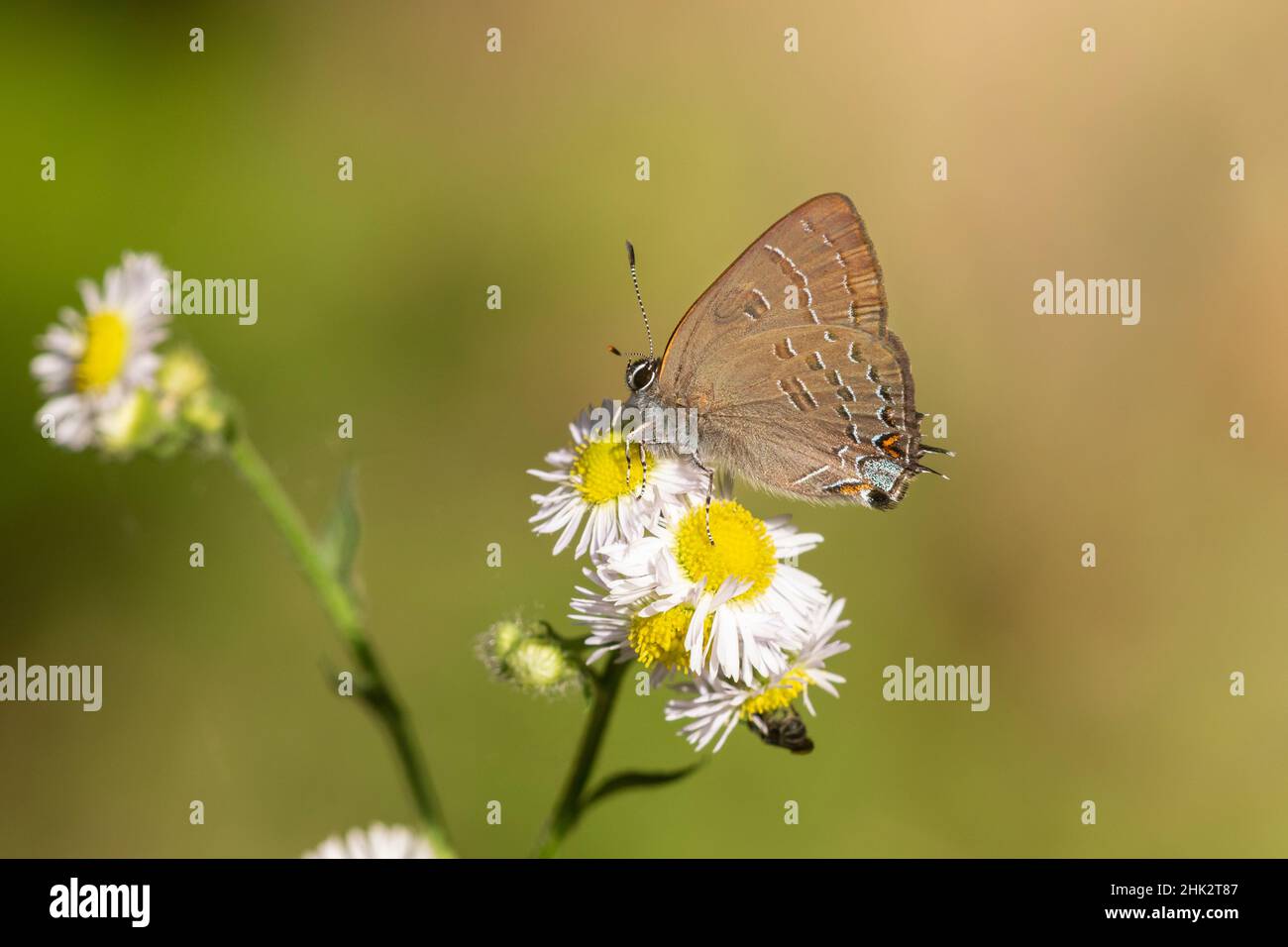 Banded Hairstreak (Satryium calanus) Marion County, Illinois. Stockfoto