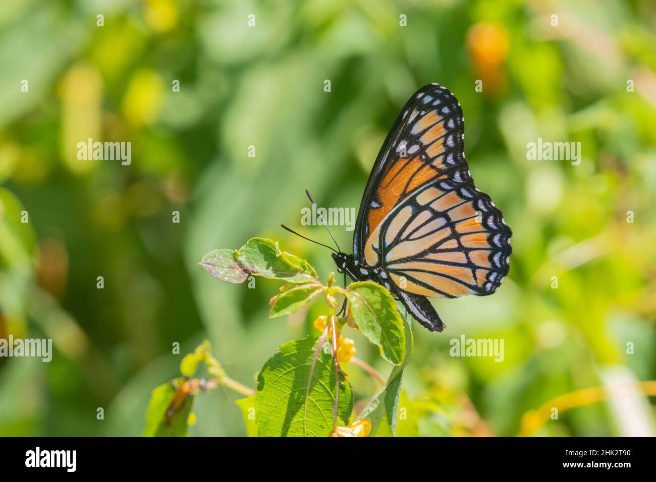 Vizekönig (Limenitis archippus) in Prairie Marion County, Illinois. Stockfoto