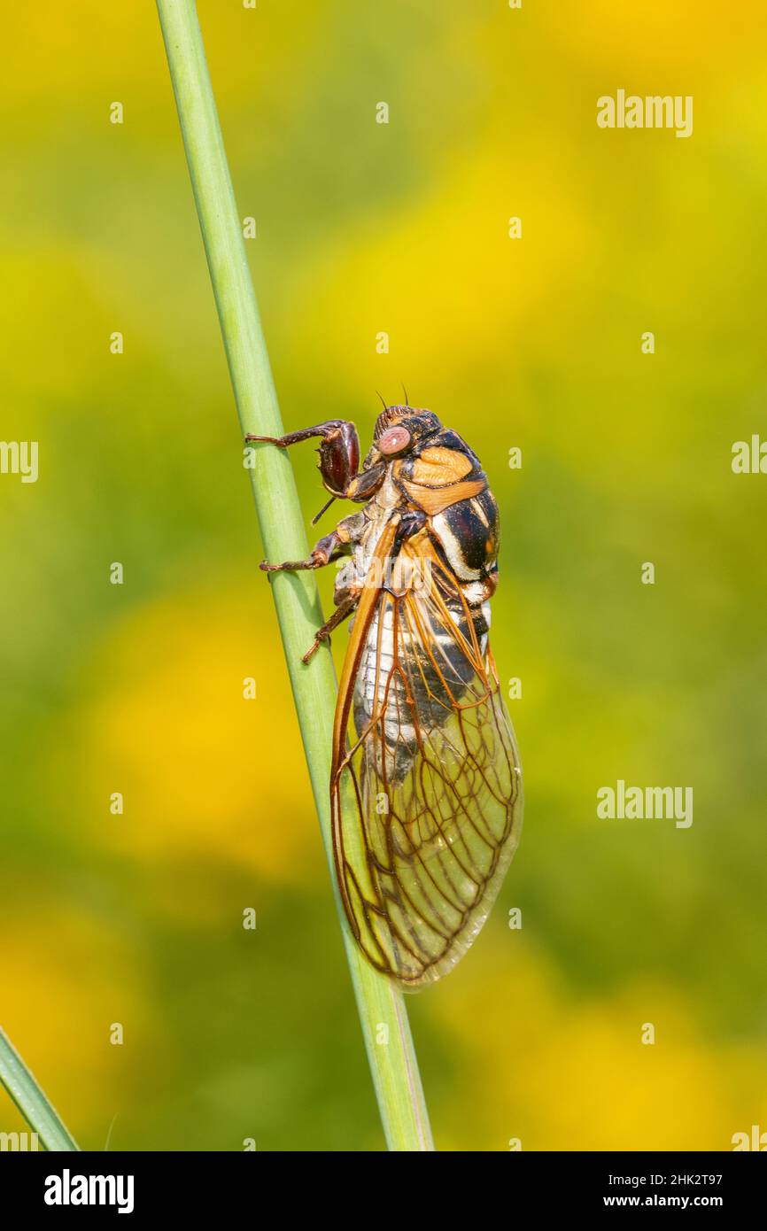Prärien Cicada (Megatibicen dorsatus) Marion County, Illinois. Stockfoto