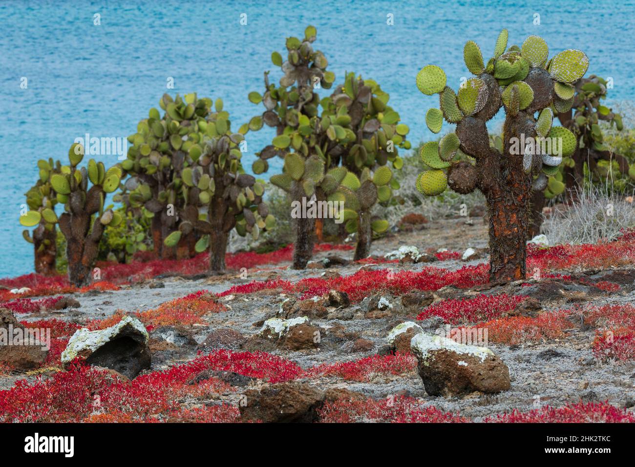 Sesuvium edmonstonei und Kaktus, South Plaza Island, Galapagos-Inseln, Ecuador. Stockfoto