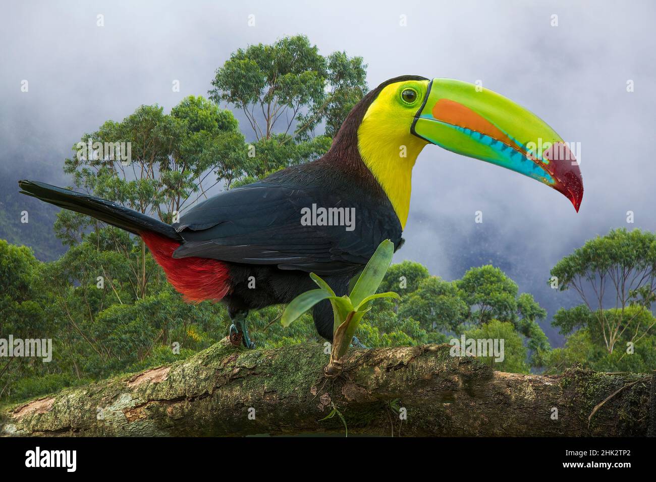 Costa Rica. Zusammengesetzte Nahaufnahme eines Kielschnabel-Tukan. Stockfoto