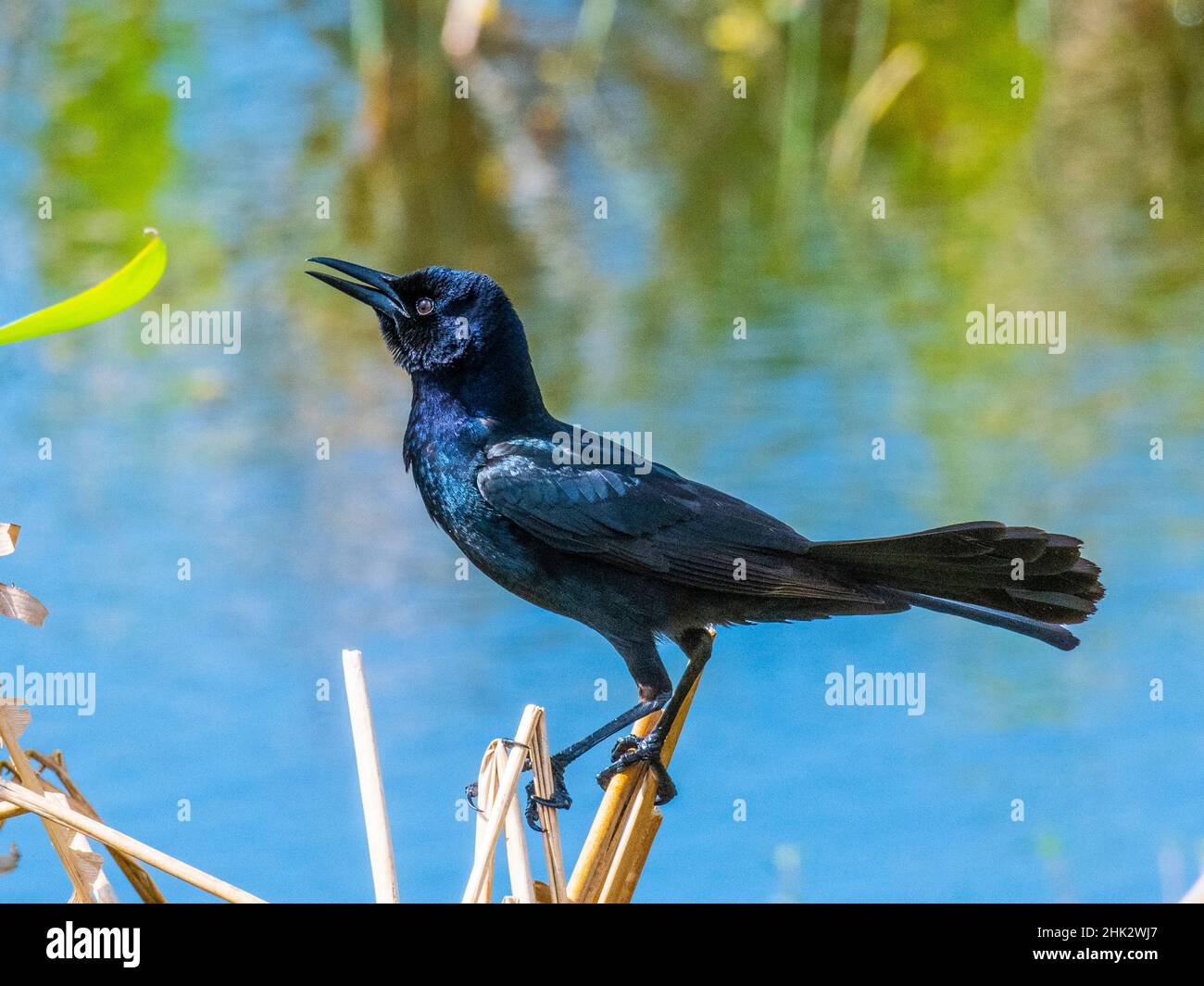 USA, Florida, Casasota, Boat-Tailed Grackle Stockfoto