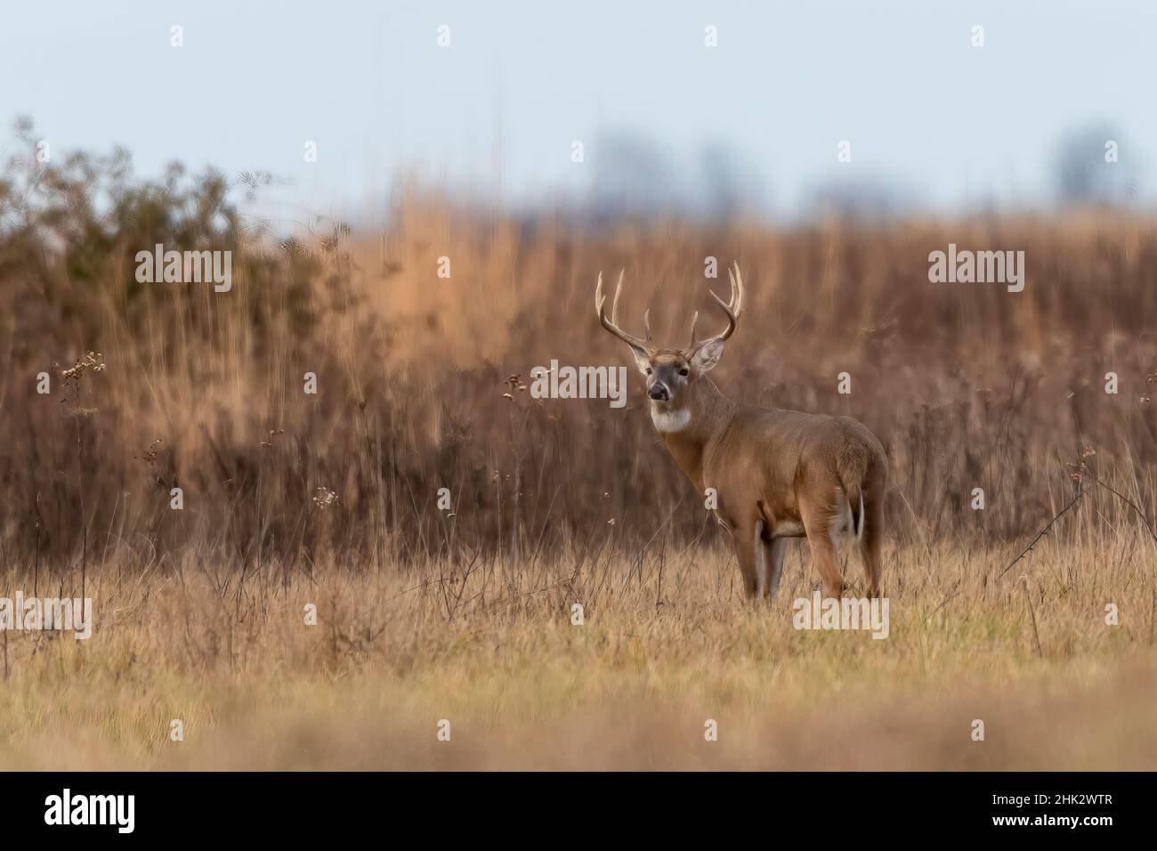 Weißschwanzhirsch (Odocoileus virginianus), Marion County, Illinois Stockfoto