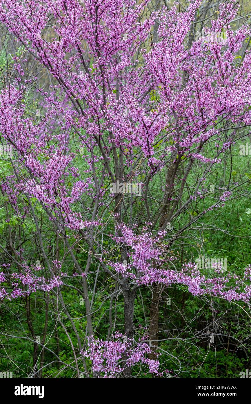 Redbud-Bäume blühen im Frühling, Marion County, Illinois Stockfoto