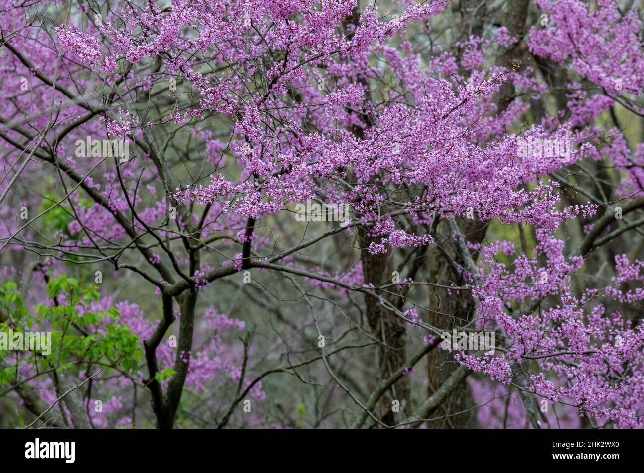 Redbud-Bäume blühen im Frühling, Marion County, Illinois Stockfoto