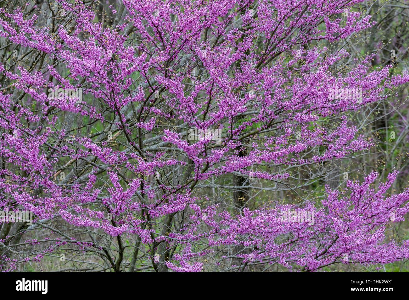 Redbud-Bäume blühen im Frühling, Marion County, Illinois Stockfoto