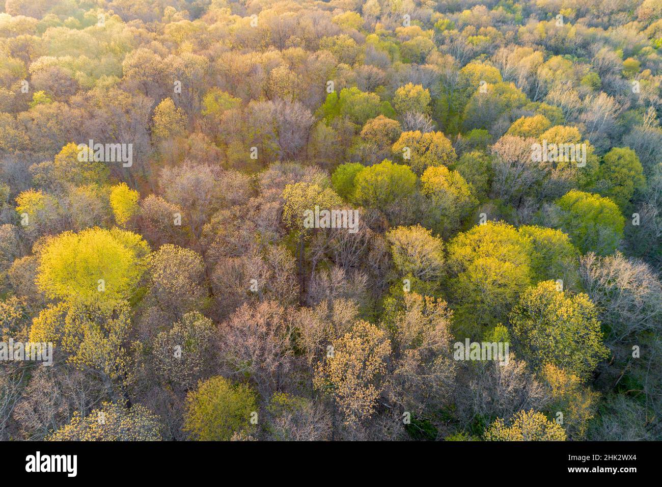 Neu auftauchende Blätter auf Bäumen im Frühjahr, Marion County, Illinois Stockfoto