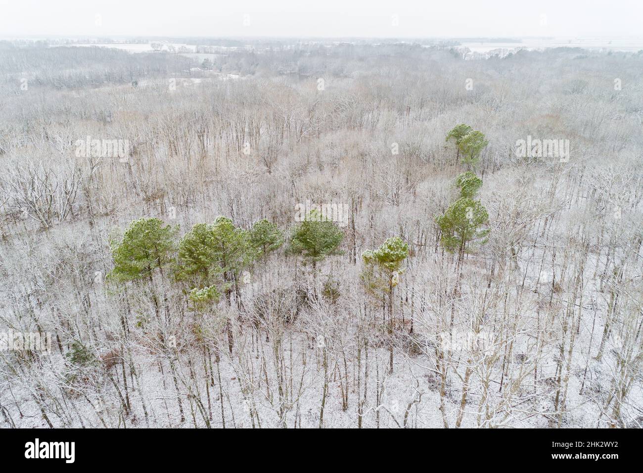 Luftaufnahme eines Neuschnees über dem Wald, Marion County, Illinois Stockfoto