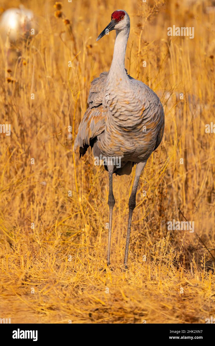 USA, New Mexico, Bosque Del Apache National Wildlife Refuge. Sandhill Kran Nahaufnahme im Gras. Stockfoto