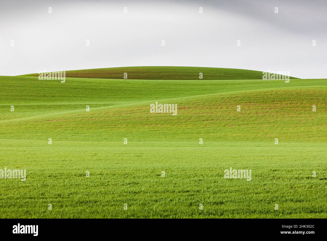 Steptoe, Staat Washington, USA. Weizenfelder in den sanften Palouse-Hügeln von Washington. Stockfoto