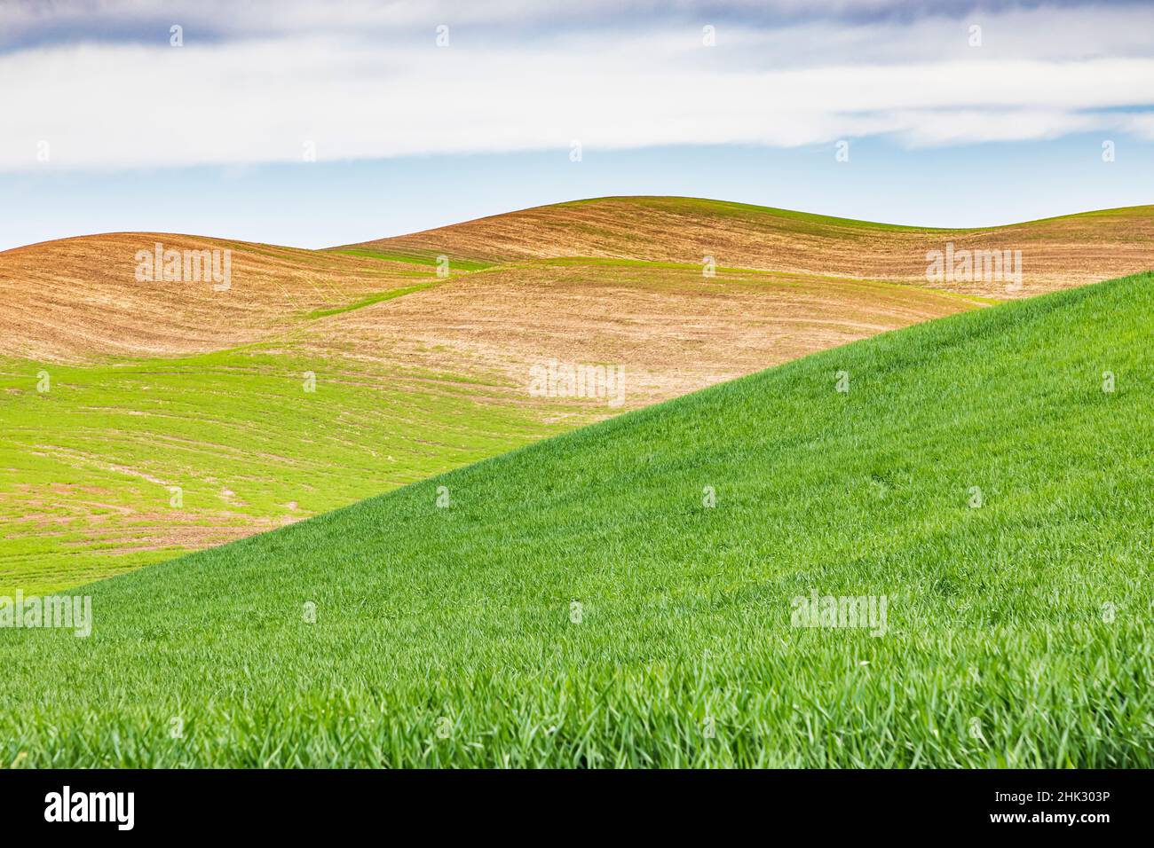 Pullman, Staat Washington, USA. Rollende Weizenfelder in den Palouse-Hügeln. Stockfoto