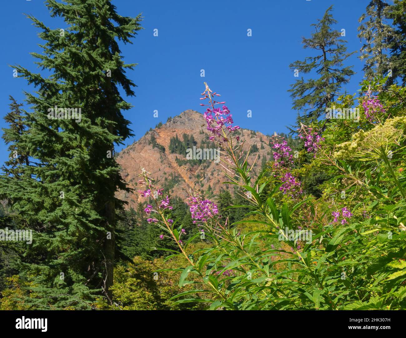 Washington State, Central Cascades, Fireweed und Red Mountain Stockfoto