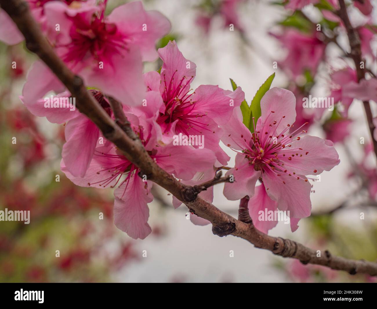 Der Pfirsich blüht im Frühjahr auf dem Ast Stockfoto