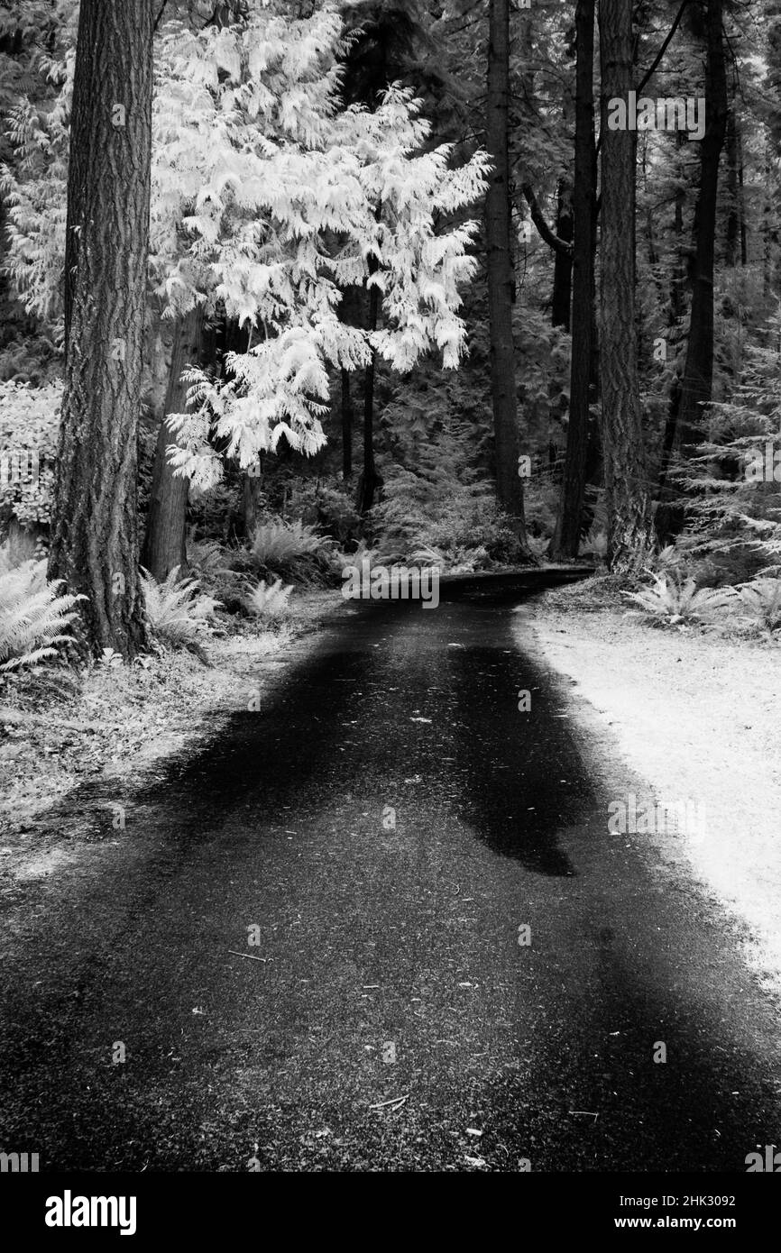 USA, Washington State, Skagit Valley, Country Backroad durch Wald Stockfoto