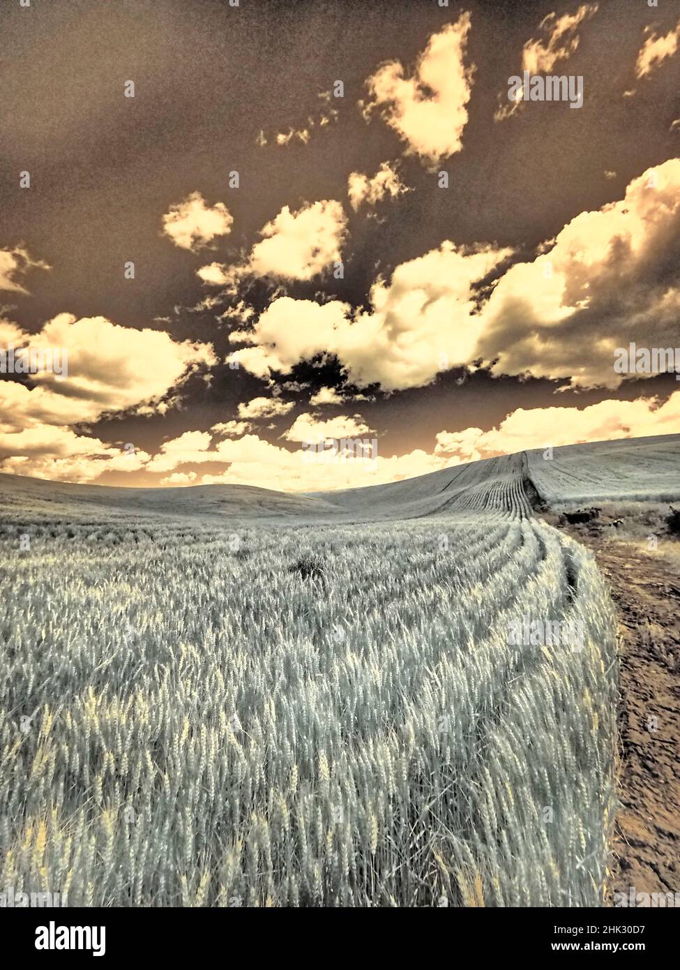 USA, Staat Washington, Palouse. Die Ernte wächst auf den sanften Hügeln des Palouse Stockfoto
